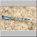 Enallagma cyathigerum - Gemeine Becherjungfer m08b.jpg